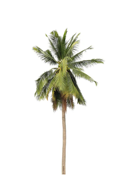Kokosnoot palmbomen geïsoleerd op witte achtergrond — Stockfoto