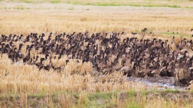 Ücretsiz aralığı ördek çiftliği