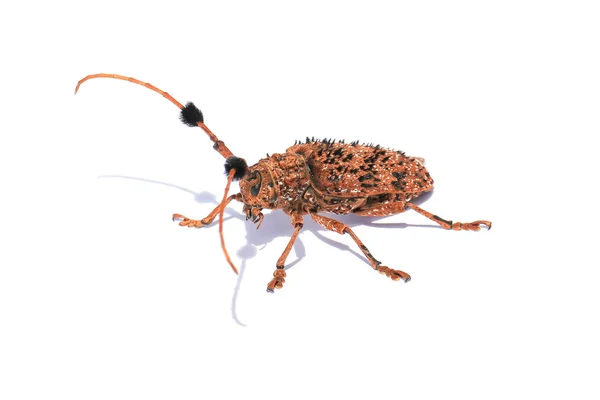 Oğlak böceği (uzun boynuzlu, longicorn) batocera rufomaculata — Stok fotoğraf