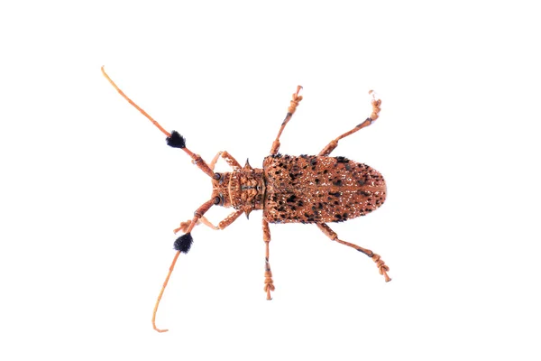 Capricorn beetle (long-horned, longicorn) Batocera rufomaculata — Stock Photo, Image