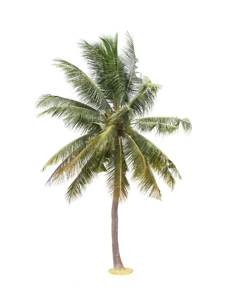 Palmera de coco aislada sobre fondo blanco — Foto de Stock