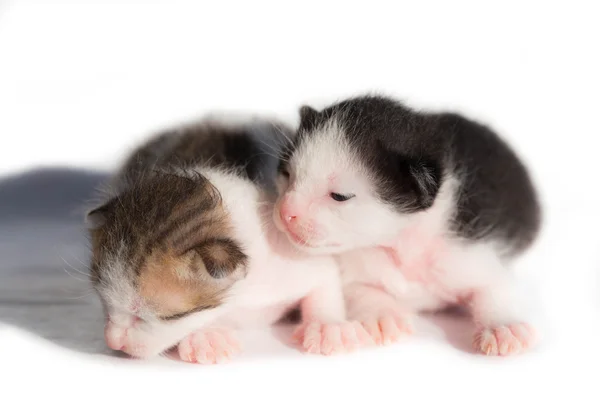 Dos gatito recién nacido — Foto de Stock