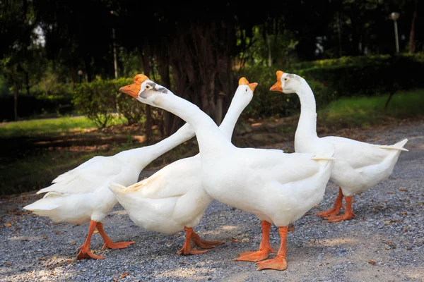 Oies domestiques blanches incorporées — Photo