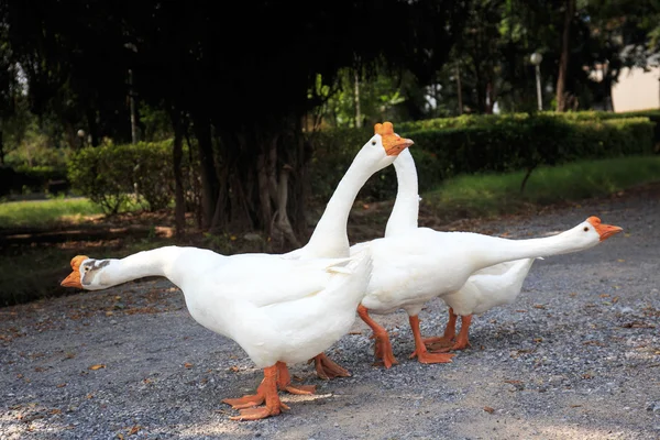 White Embden domestic geese — Stock Photo, Image