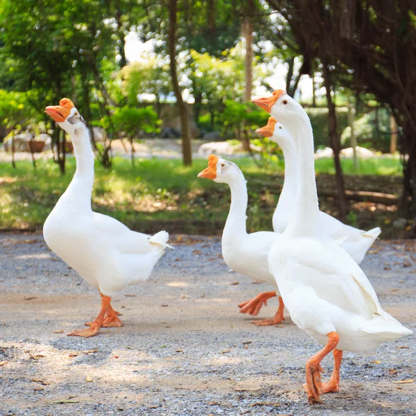 Gansos domésticos Embden blancos — Foto de Stock