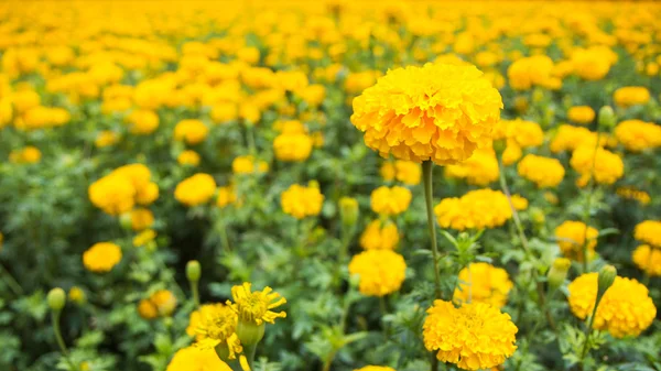 Vackra marigold trädgård — Stockfoto