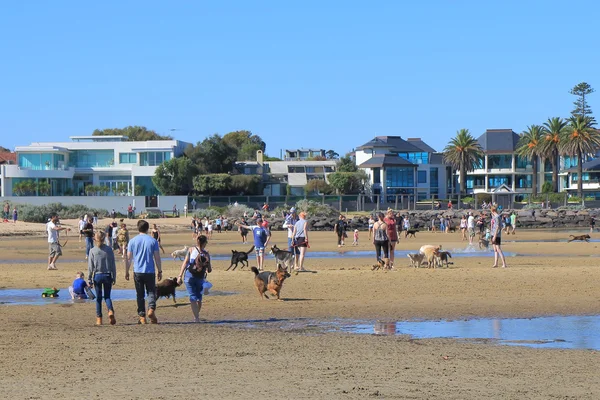 Melbourne dog walking beach Australia — Stock Photo, Image