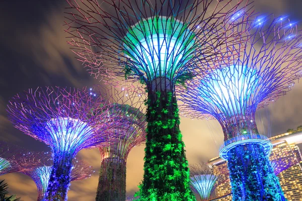 Gardens by the bay Supertree Grove Singapore — Stock Photo, Image