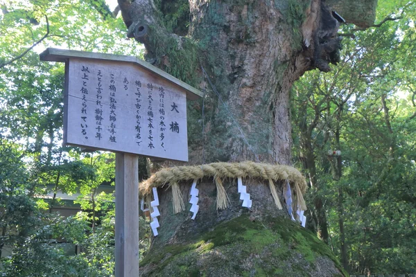 Arbre sacré dans le sanctuaire Atsuta Nagoya Japon — Photo