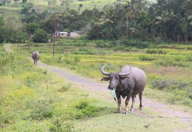 Buffalo Flores Endonezya