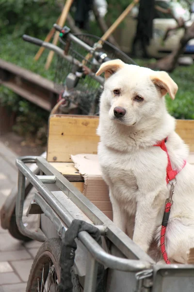 Weißer Hund beijing China — Stockfoto