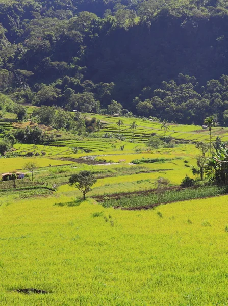 Rijst veld in Flores, Indonesië — Stockfoto
