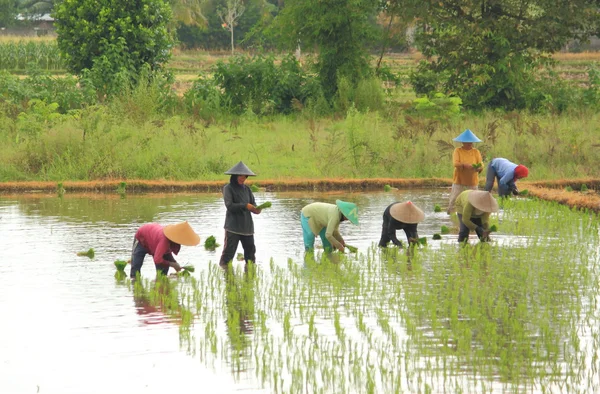 Farmer in Lombok, Indonesië — Stockfoto