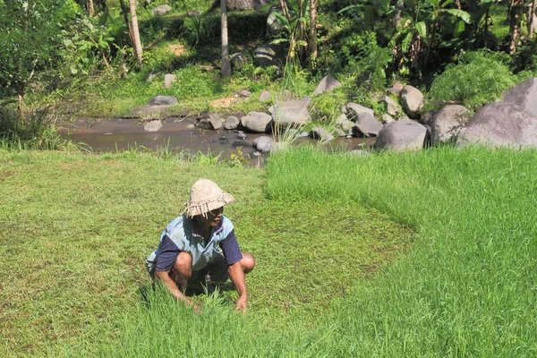 Farmář v Bali Indonésie — Stock fotografie