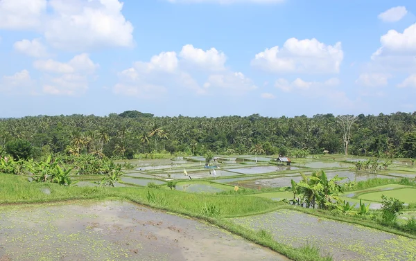 Campo de arroz en Ubud Bali Indonesia —  Fotos de Stock