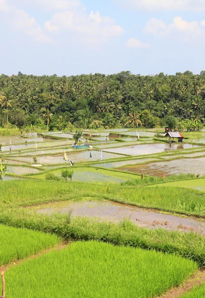 Рисовое поле в Убуд-Бали — стоковое фото