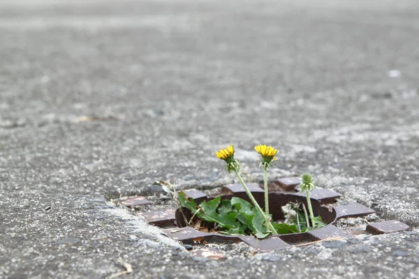 Lonely Dandelion Stock Picture