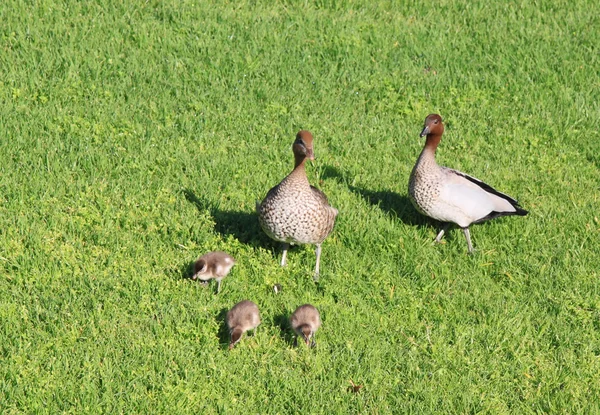 stock image Duck family