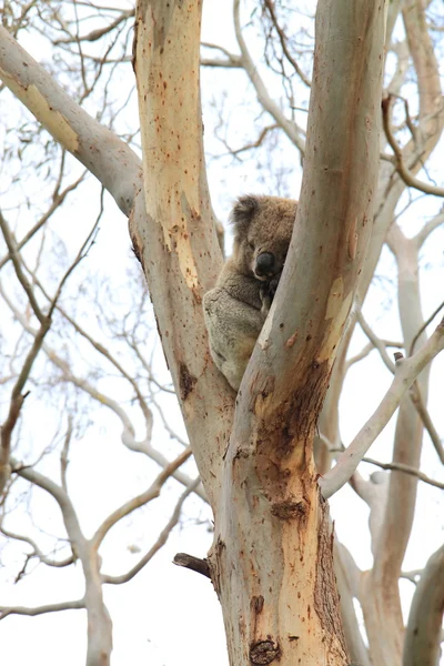 Dziki Koala — Zdjęcie stockowe