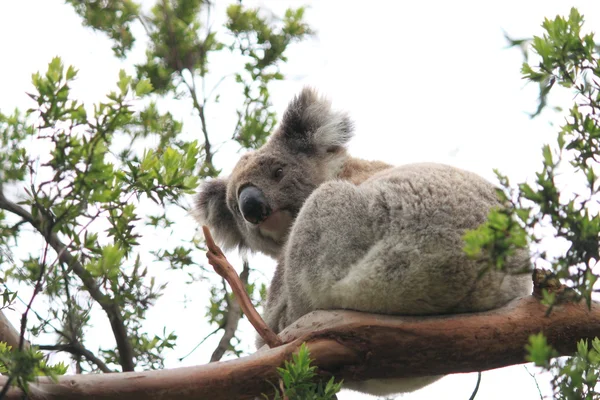 Wild Koala — Stockfoto