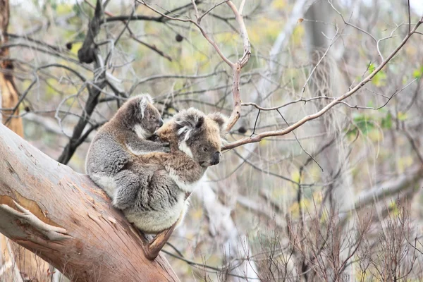 Wild Koala familie — Stockfoto