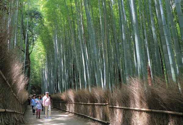 Bamboo forest Kyoto Japan — Stock Photo, Image