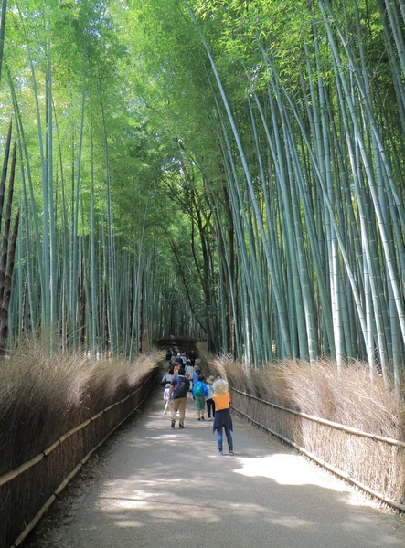 Bambus lesie Kioto Japonia — Zdjęcie stockowe
