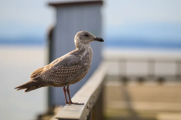 Möwe steht auf dem Geländer der Werft — Stockfoto