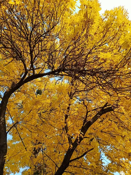 Arbres Jaune Vif Automne — Photo