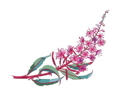 Willow-herb tea, ivan-tea Medicinal plant. Branch of fireweed flower on white background. clipart