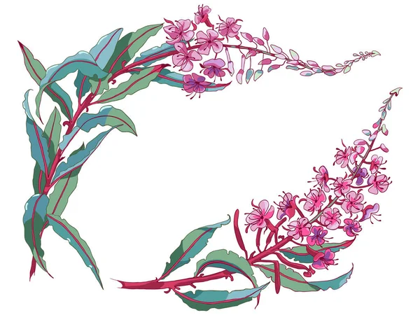 Τσάι ιτιάς, φαρμακευτικό φυτό ιβάν-τσάι. Κλάδος του λουλούδι fireweed σε λευκό φόντο. — Διανυσματικό Αρχείο