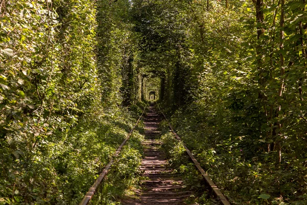 beauty tree rail tunnel in forest