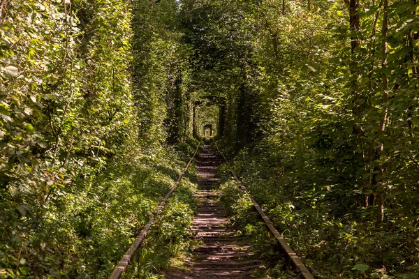 Железнодорожный туннель в лесу Стоковое Фото