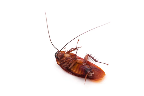Martwe karaluch owad — Zdjęcie stockowe