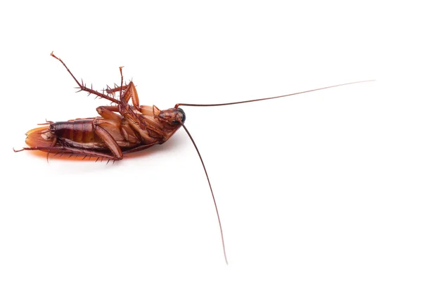 Dode cockroach insect — Stockfoto