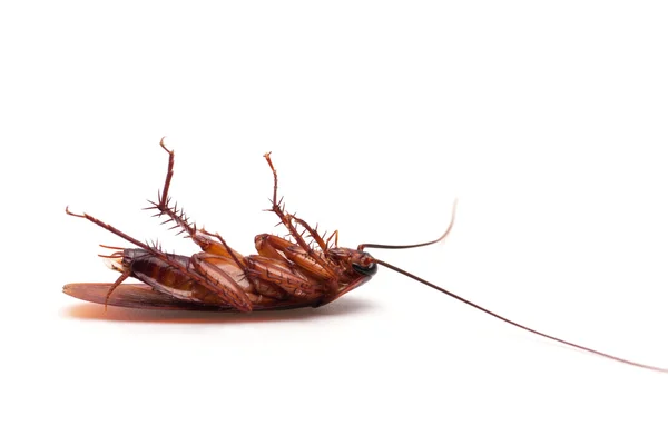 Dead cockroach insect — Stock Photo, Image