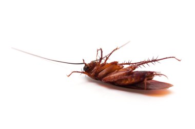 Dead cockroach insect clipart