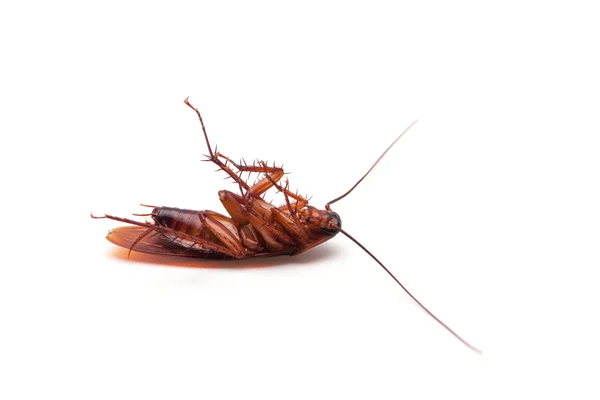 Insecte cafard mort — Photo
