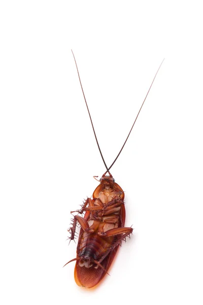 Halott csótány, rovar — Stock Fotó