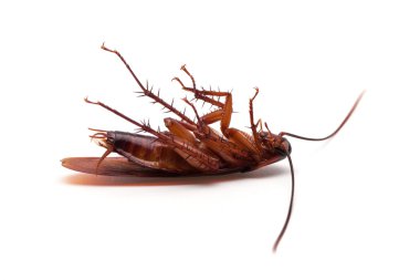 Dead cockroach insect clipart
