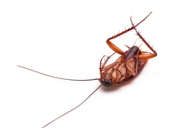 Ölü Hamam böceği böcek