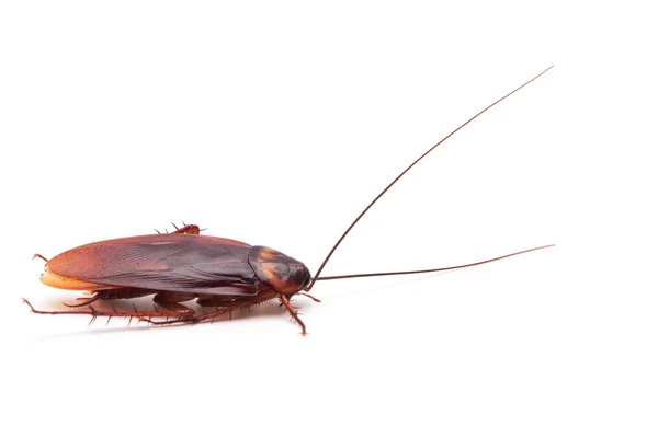 Dead cockroach insect — Stock Photo, Image