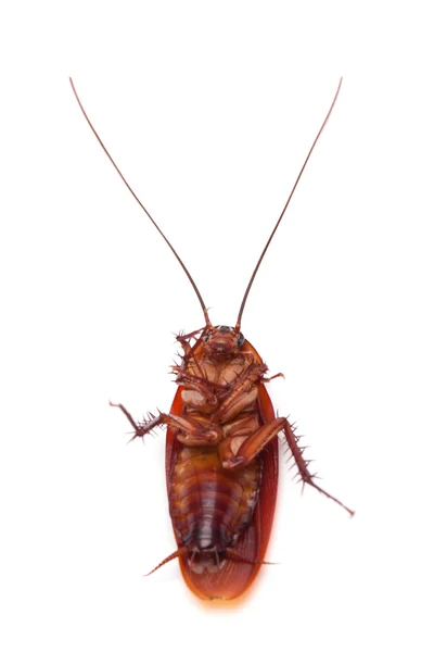 Νεκρή κατσαρίδα έντομο — Φωτογραφία Αρχείου
