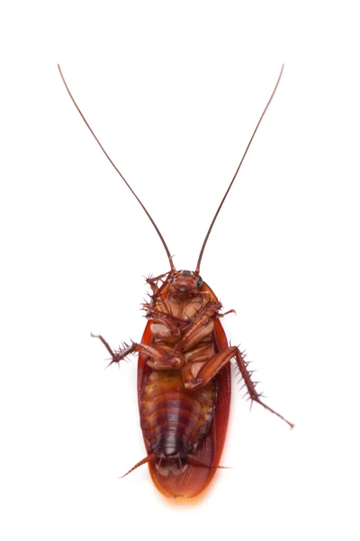 Dead cockroach insect — Stock Photo, Image