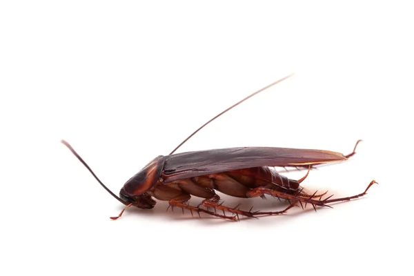 Dode cockroach insect — Stockfoto