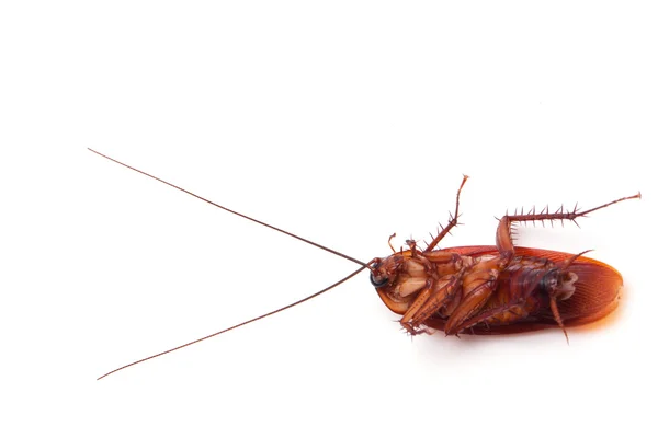 Dead cockroach insect — Stock Photo, Image