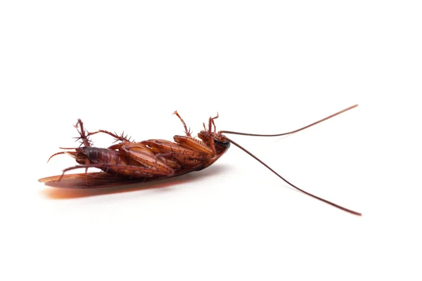 Dead cockroach insect — Stock Photo, Image