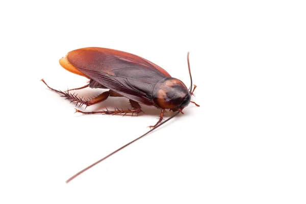 Insecto de cucaracha muerto —  Fotos de Stock