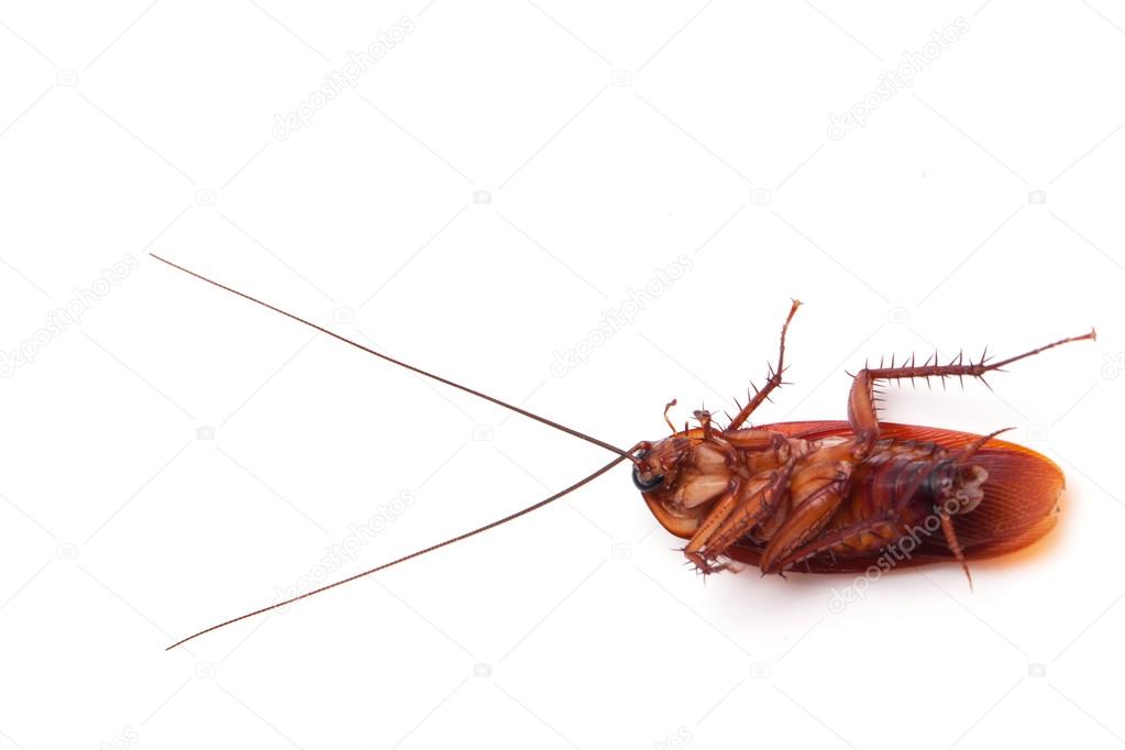 Dead cockroach insect