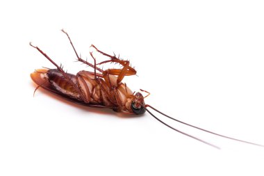 Ölü Hamam böceği böcek